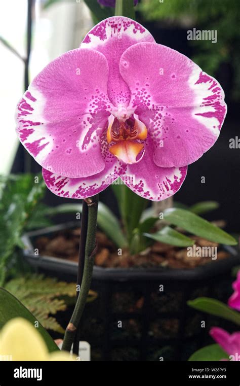 From Nature to Canvas: Exploring the Magic of Phalaenopsiq Orchids